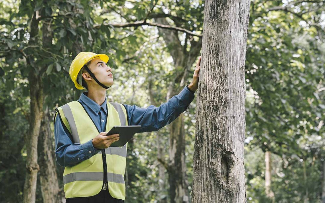 How an Arborist Report Can Help With Tree Care, Insurance, Construction and More