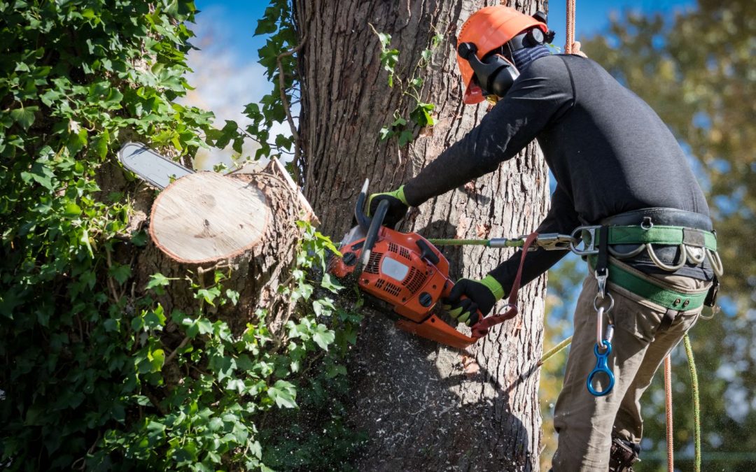 Tree Removal Regulations in the Seattle Area: What to Know